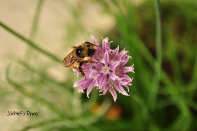 Bees love chive blossoms