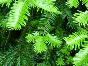 Don't confuse with Douglas Fir.