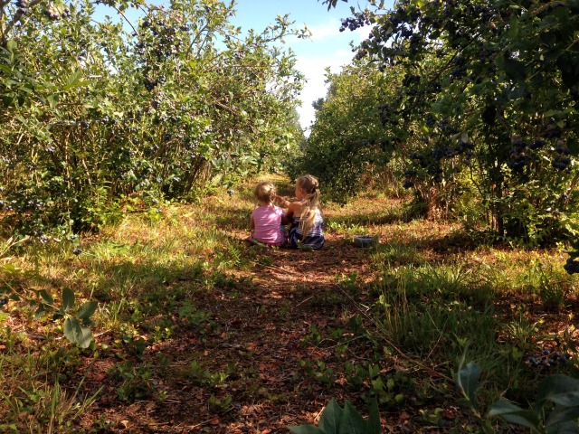 Sister Love. Taking a break in the blueberry patch.